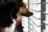 Curious dog peeking outside